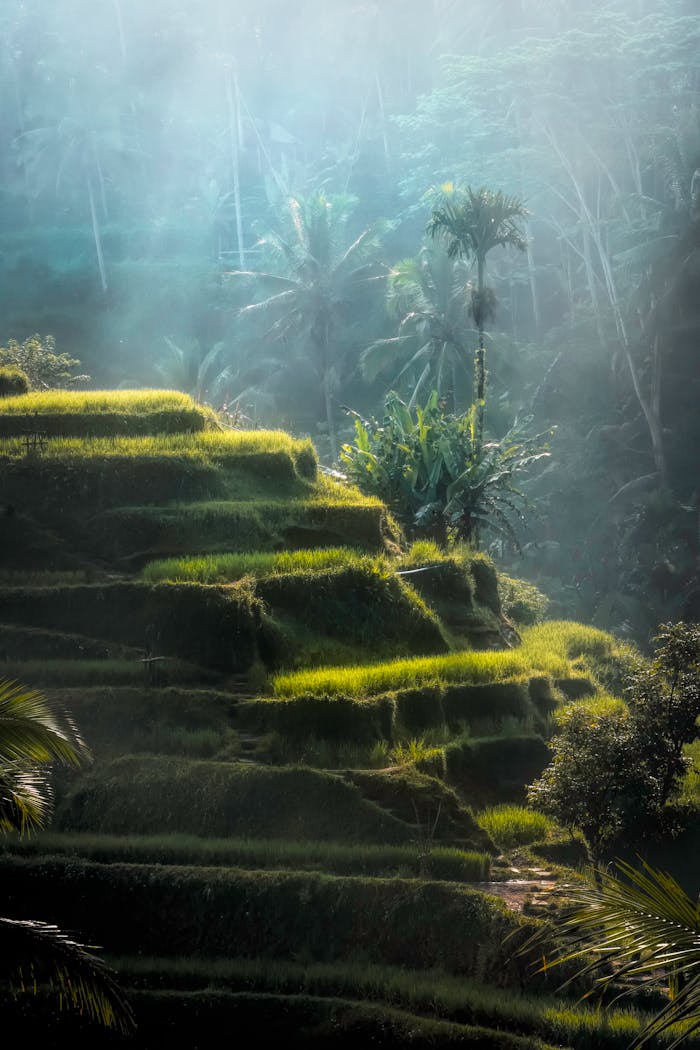 Stunning view of lush rice terraces in Bali, enveloped in morning fog, showcasing natural beauty.