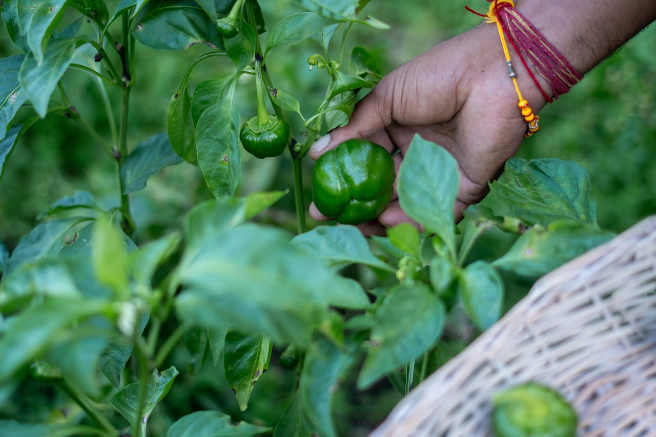 Vegetable Picking from farm